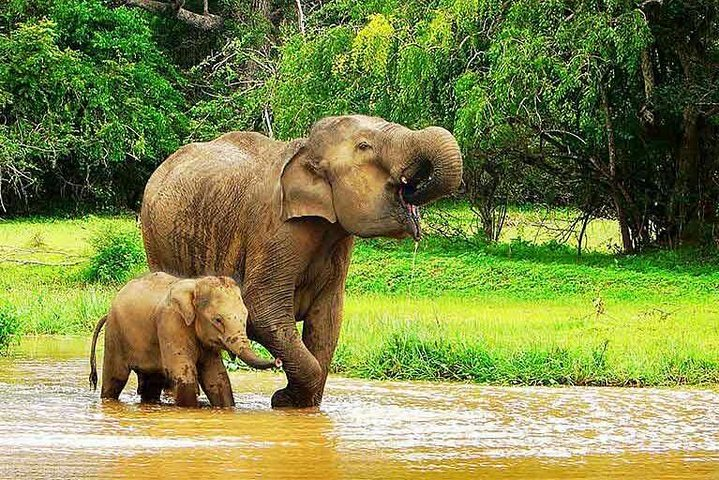 Airport Arrival Transfer Tot Udawalawe - Photo 1 of 2
